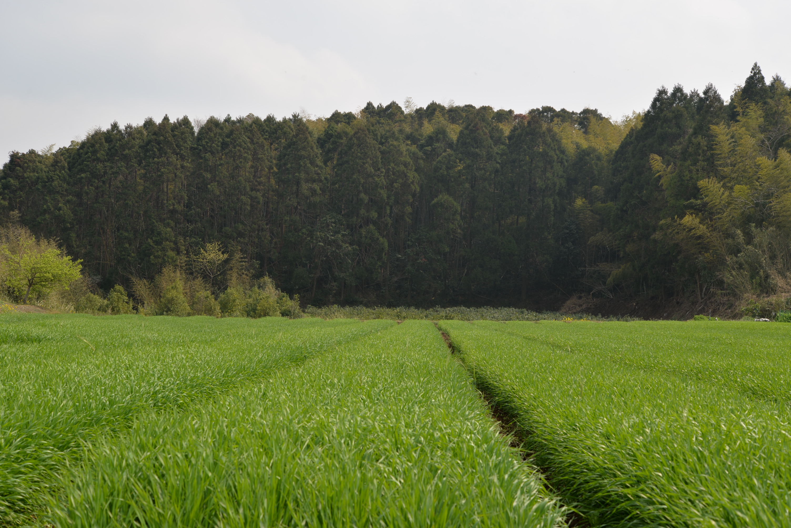 BS朝日のテレビ番組    8/5 9:00～9:30 放送『ニッポンご当地！健康の食』で、弊社が取材を受けました。